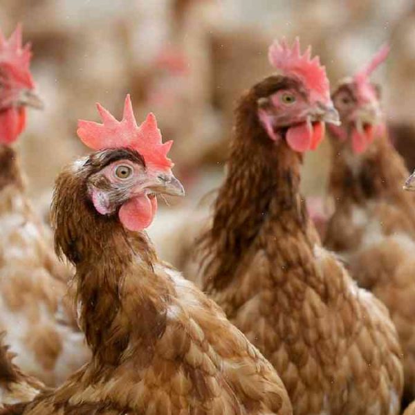 A group of 30 poultry farmers in Ireland say 3,000 people may be affected by the avian influenza virus