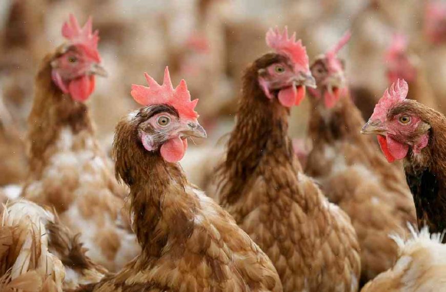 A group of 30 poultry farmers in Ireland say 3,000 people may be affected by the avian influenza virus
