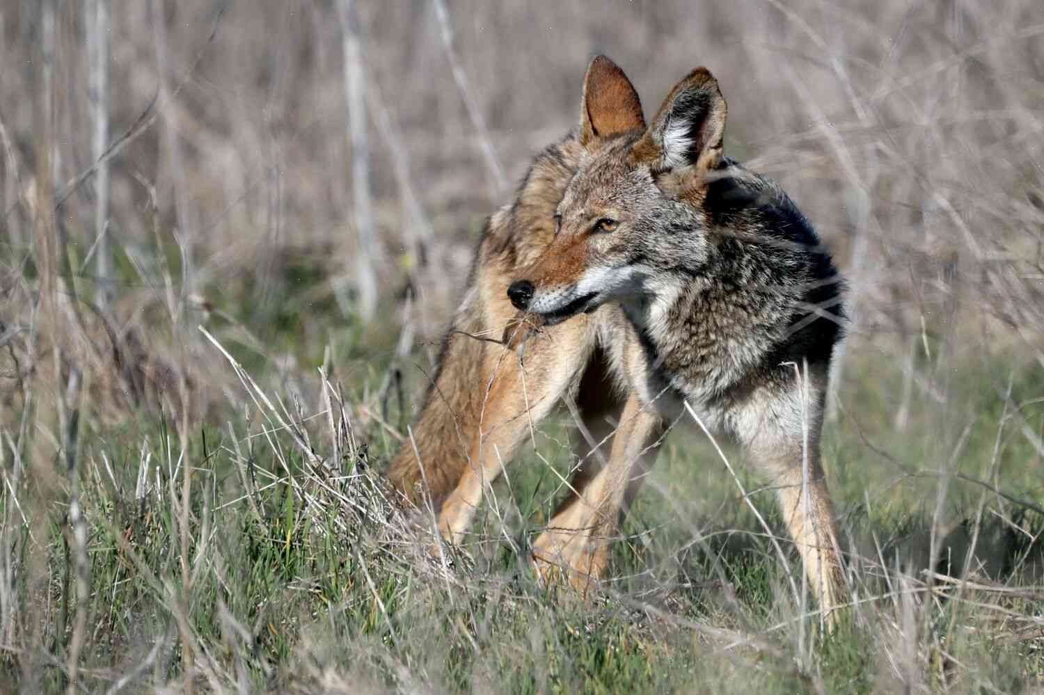 The Coyotes Are Urban Animals