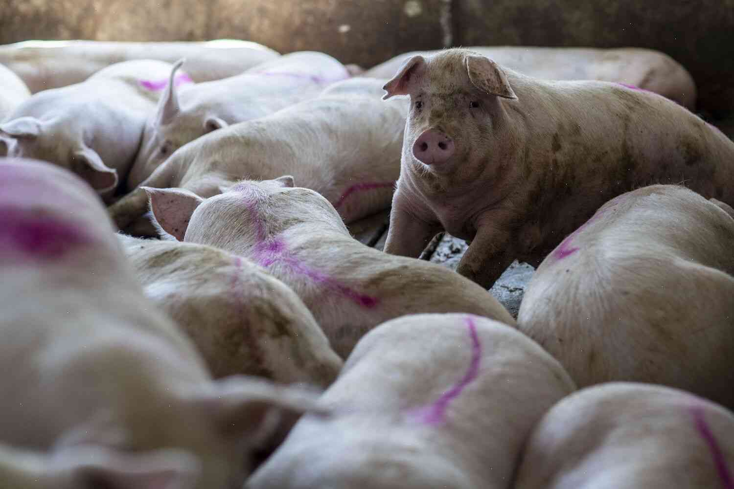 USDA’s Animal Welfare Decisions Are Not Livestock