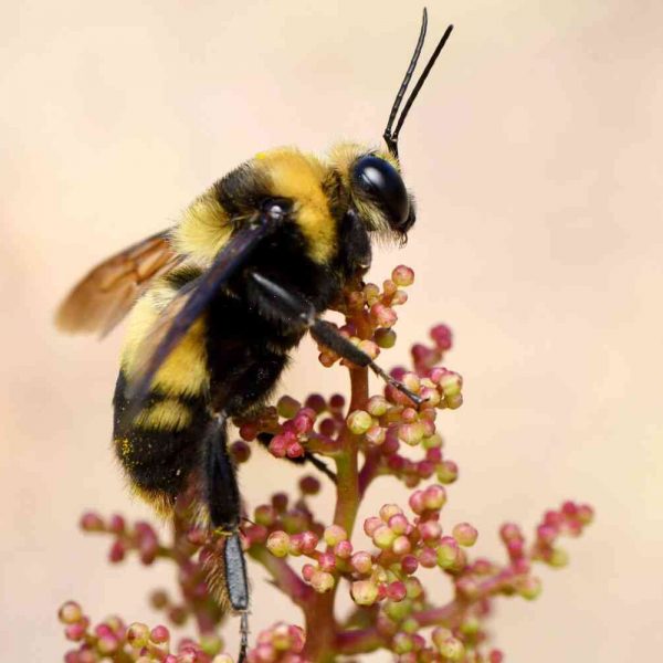 California’s endangered bumblebees sue for the first time