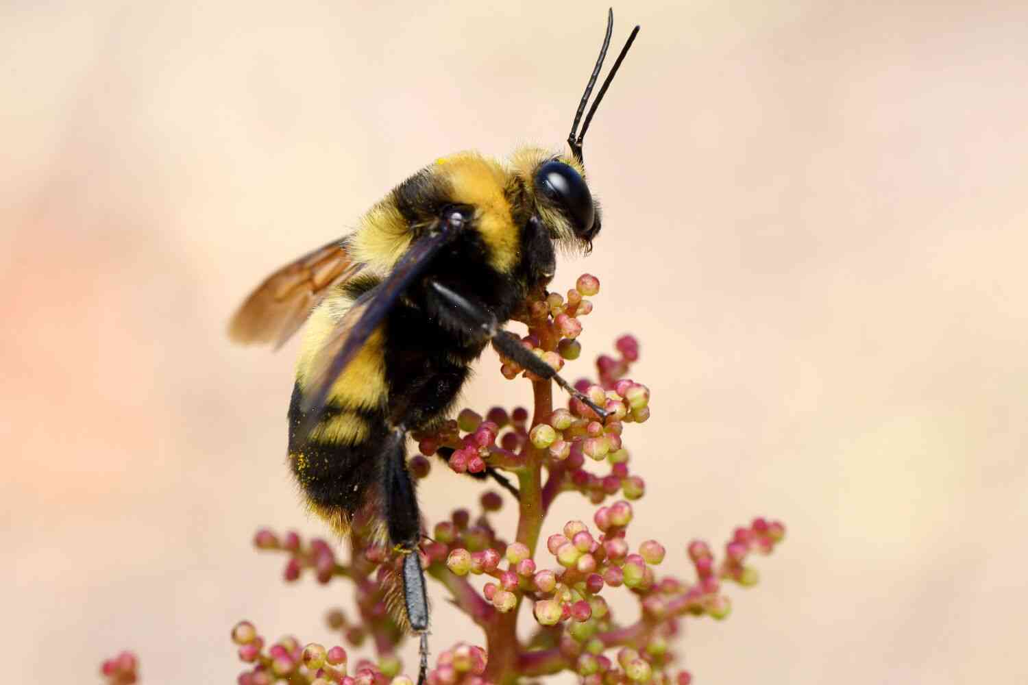 California's endangered bumblebees sue for the first time