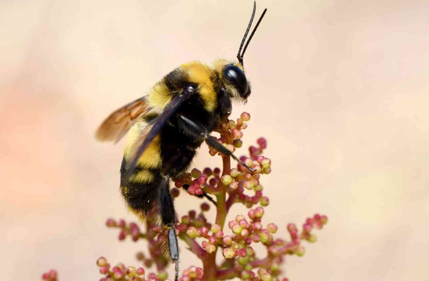 California’s endangered bumblebees sue for the first time